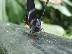 Rhetus dysonii