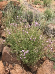 Cleome oxyphylla oxyphylla