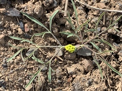 Lomatium ambiguum