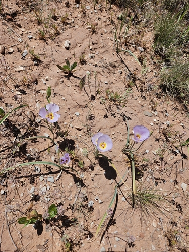 Calochortus flexuosus, photograph 5