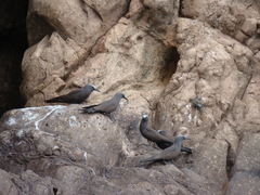 Anous stolidus galapagensis