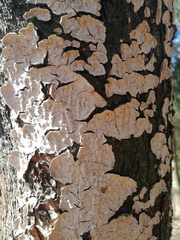 Corticium roseum