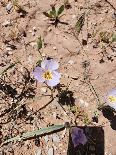 Calochortus flexuosus, photograph 6