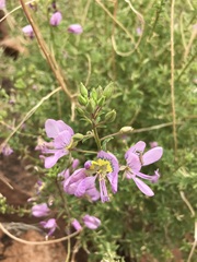 Cleome oxyphylla oxyphylla