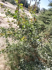 Pithecellobium dulce