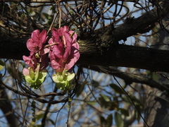 Ipomoea bracteata