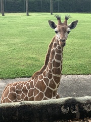 Giraffa