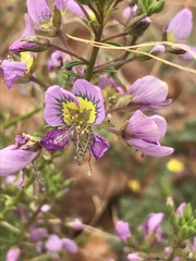 Cleome oxyphylla oxyphylla