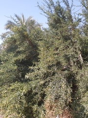 Pithecellobium dulce