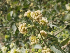 Pithecellobium dulce