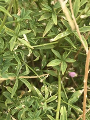 Cleome oxyphylla oxyphylla