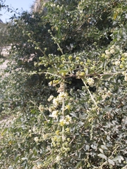 Pithecellobium dulce