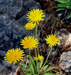 Leontodon incanus, photograph author not stated, no rights reserved