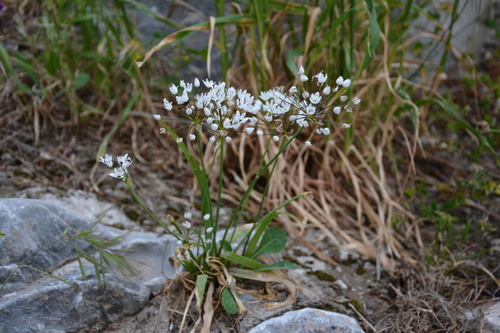 Allium subhirsutum, photograph 4