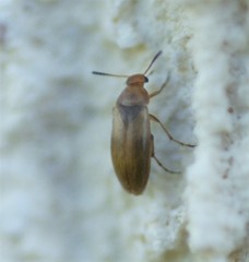 Anaspis maculata
