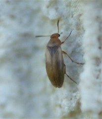 Anaspis maculata