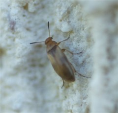 Anaspis maculata