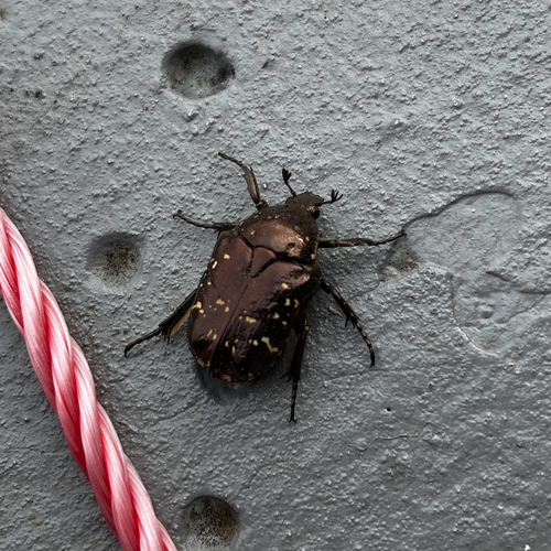 Oriental Flower Beetle