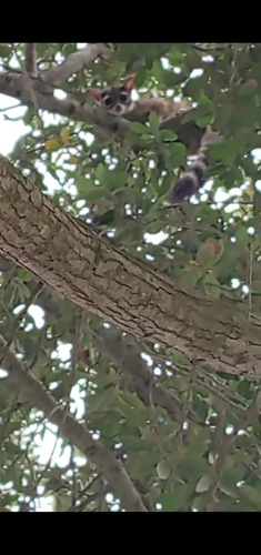 Ringtail observed by egar0179
