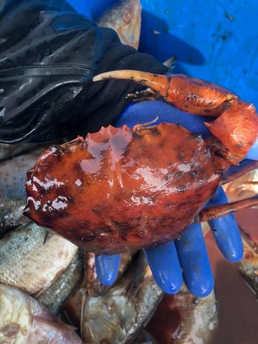 Qs red pelagic crabs…