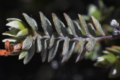 Pimelea concinna