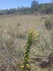 Pterocaulon polystachyum