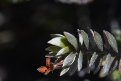 Pimelea concinna