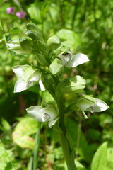 Chloraea membranacea