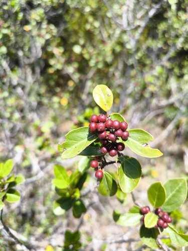 Mediterranean buckthorn