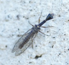 Xanthostigma xanthostigma