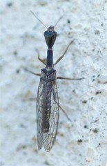 Xanthostigma xanthostigma
