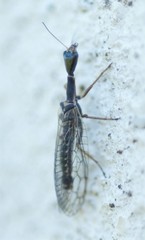 Xanthostigma xanthostigma