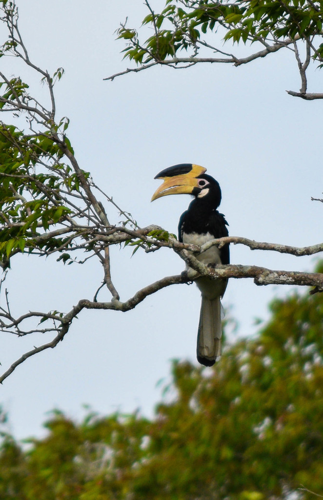Malabar Pied-Hornbill photo