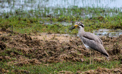 Esacus recurvirostris