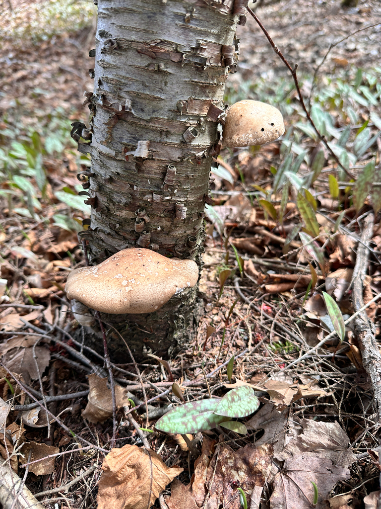 birch polypore · May 2026 · photo: Photo: (c) Nancy Tulloch, some rights reserved (CC BY) · iNaturalist