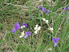 Viola etrusca