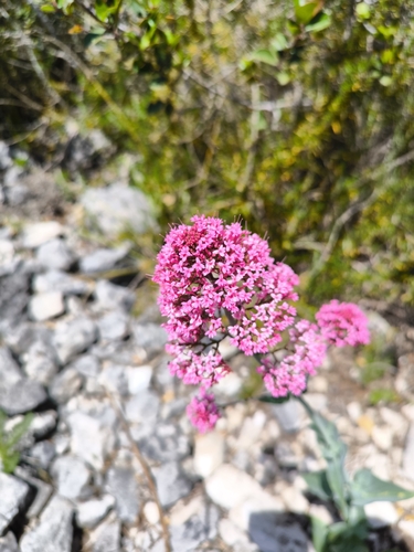 Red Valerian