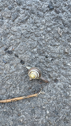 Cepaea hortensis