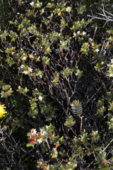 Pimelea concinna