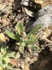 Gamochaeta stagnalis