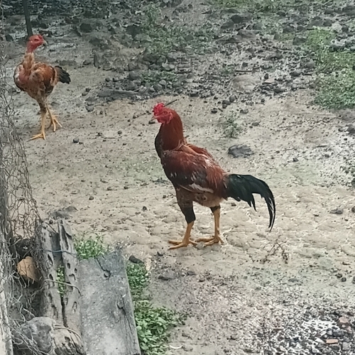 Domestic Chicken