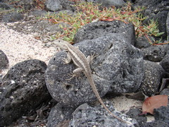 Microlophus bivittatus