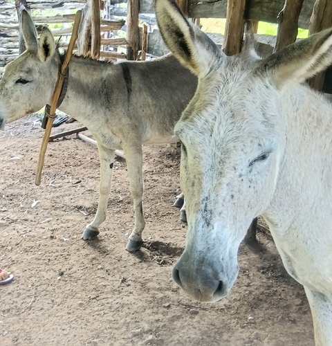 Donkey