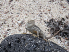 Microlophus bivittatus