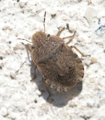 Sciocoris macrocephalus