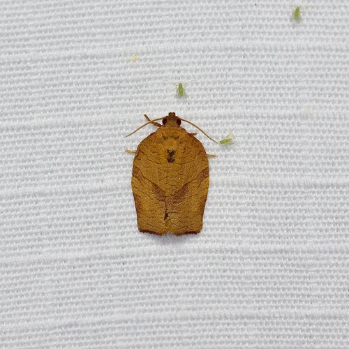 Oblique-banded Leafroller Moth photo 4
