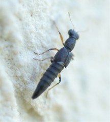 Stenus similis