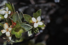 Pimelea concinna