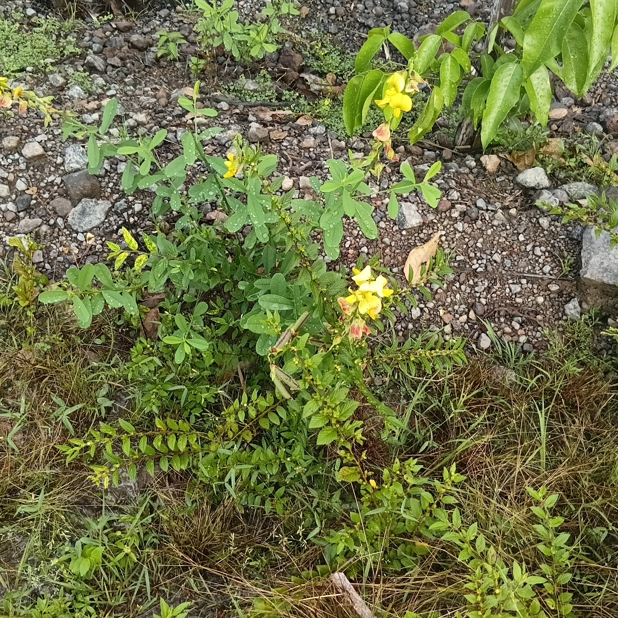 Crotalaria retusa