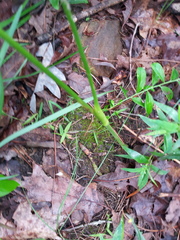 Ligusticum canadense